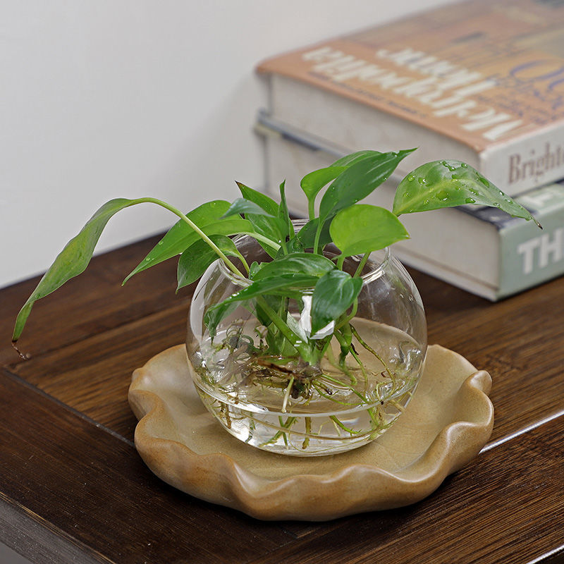 Brasilianisches Holz-Hydrokult – Drip Tray Saucer Bewertung und Preis