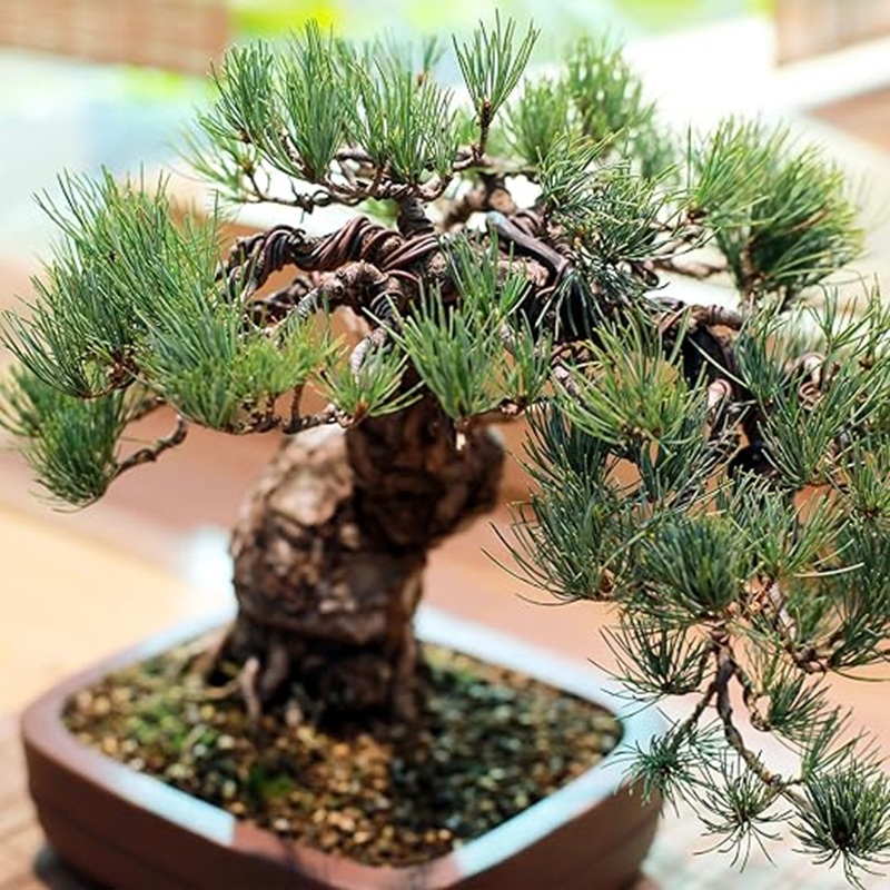 Bonsai-Baumformungsdraht aus A – Bonsai Garden Design Bewertung und Preis