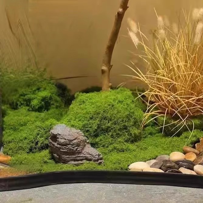 200g Ewiges Leben Moos DIY Bas – Bonsai Garden Ideas Bewertung und Preis