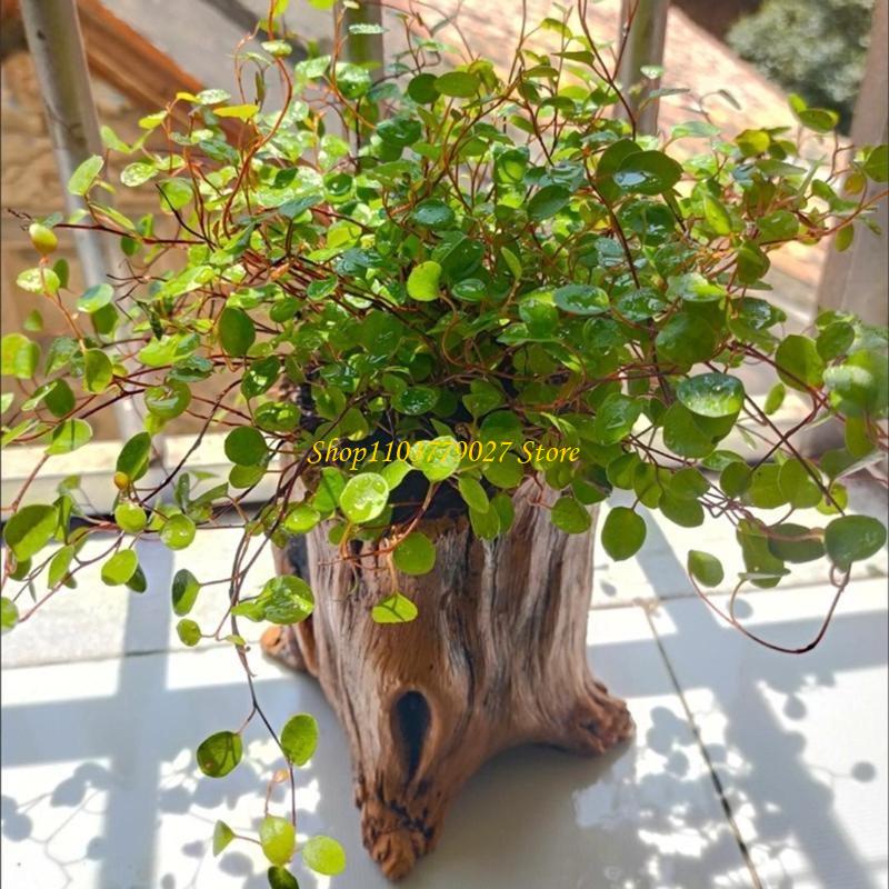 C4DF Dekorative Beton-Sukkulen – Bonsai Garden Design Bewertung und Preis