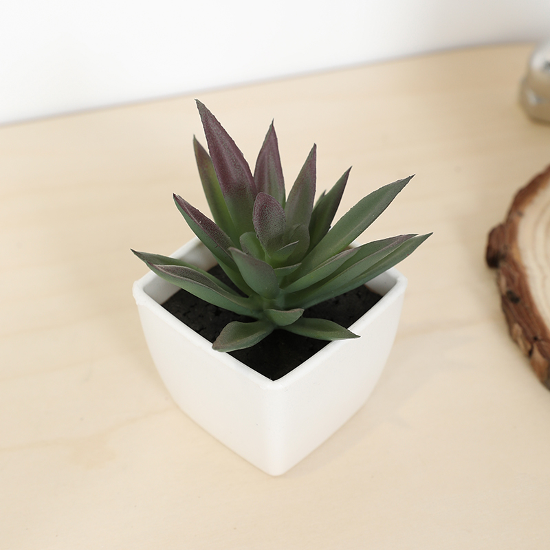 Mini künstliche Sukkulenten-Fe – Bonsai Garden Ideas Bewertung und Preis